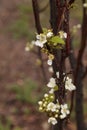 White flower blossoms on a hood pear tree