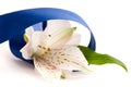 White flower in blue band Royalty Free Stock Photo