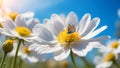 White flower with blue butterfly on the background of blue sky and sun Royalty Free Stock Photo