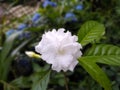 White flower blur background wallpaper flower picture