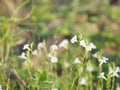 White flower  blurred of nture background Royalty Free Stock Photo