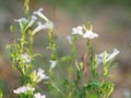 White flower blurred of nature background Royalty Free Stock Photo