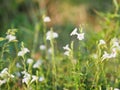 White flower  blurred of nture background Royalty Free Stock Photo