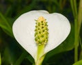 White flower of Bog Arum or Calla palustris close-up, selective focus, shallow DOF