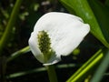 White flower of Bog Arum or Calla palustris close-up, selective focus, shallow DOF