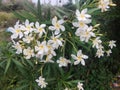 White flower botany plant shrub leaf green bud petals