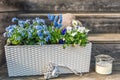 White flower box with blue forgetmenots, mini hyacinths and pansies on wooden background Royalty Free Stock Photo