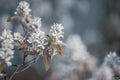 White flower. on the branch of the tree Bunches of plum apricot, cherry, Apple blossom with white flowers Royalty Free Stock Photo