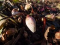 Christmas rose or black hellebore (helleborus niger) emerging from ground in spring as soon as snow melts Royalty Free Stock Photo