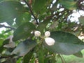 White flower bud of lemon plant Royalty Free Stock Photo