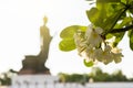 White Flower in Buddhamonthon is place for Buddhist Dharma with Royalty Free Stock Photo