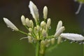 African lily (Agapanthus) - flower buds