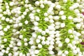 White flower buds in beads , wallpaper or background theme Royalty Free Stock Photo