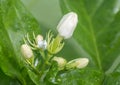White flower buds, Jasmine (Jasminum sambac L.)