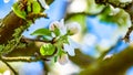 White flower buds with pink touches on the apple tree branch with a blurred background Royalty Free Stock Photo