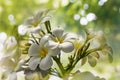 White flower bunch plumeria or frangipany in tree bokeh for summer background Royalty Free Stock Photo