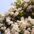 White flower bush Royalty Free Stock Photo