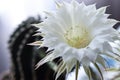 White flower cactus blossoms, isolated, close-up, unique, plant, botany, seeds