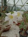 White flower cactus in the dome