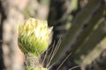 The white flower of a Cactus