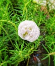 The white flower is called - Portulaca flower Royalty Free Stock Photo