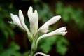 White flower called Rajnigandha in rainy season monsoon in central India Royalty Free Stock Photo