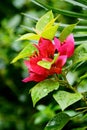 Pink Bougainville in rainy season monsoon in central India Royalty Free Stock Photo