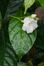 White small flowers in rainy season monsoon in central India Royalty Free Stock Photo