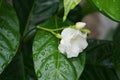 White small flowers in rainy season monsoon in central India Royalty Free Stock Photo