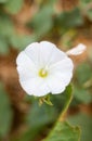 White flower. Calystegia sepium Royalty Free Stock Photo