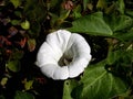 White flower of Calystegia Sepium Royalty Free Stock Photo