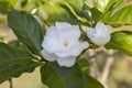 White flower of Cape jasmine, Gareden gardenia, Gerdenia, Bunga cina or Kaca piring bloom in the garden is a Thai herb. Royalty Free Stock Photo