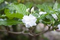 White flower of Cape jasmine, Gareden gardenia, Gerdenia, Bunga cina or Kaca piring bloom in the garden is a Thai herb. Royalty Free Stock Photo