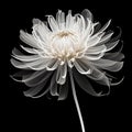 Elegant Chrysanthemum: Minimalist Single Line Drawing On Black Background