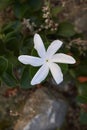 White blossom of Carissa macrocarpa