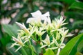 White flower of Cerbera odollam Blooming Surrounded by green leaves Beautiful nature