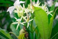 White flower of Cerbera odollam Blooming Surrounded by green leaves Beautiful nature