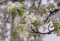 white flower on cherry branch in spring Royalty Free Stock Photo