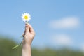 White Flower in Child's Hand Royalty Free Stock Photo