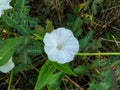 White Flower of Chinese Water Spinach (Ipomoea Aquatica) Royalty Free Stock Photo