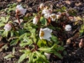 White flower Christmas rose or black hellebore in early spring as soon as snow melts emerging from dry leaves on ground Royalty Free Stock Photo