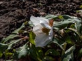 White flower Christmas rose or black hellebore in early spring as soon as snow melts emerging from dry leaves on ground Royalty Free Stock Photo