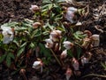 White flower Christmas rose or black hellebore in early spring as soon as snow melts emerging from dry leaves on ground Royalty Free Stock Photo