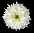 White flower chrysanthemum, garden flower, black isolated background with clipping path. Closeup. no shadows. green centre. Royalty Free Stock Photo