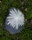 The white flower Chrysanthemum stone from China on green moss in the forest Royalty Free Stock Photo