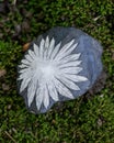 The white flower Chrysanthemum stone from China on green moss in the forest Royalty Free Stock Photo