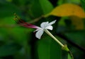 White flower of Clerodendrum inerme