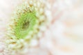White flower close-up background