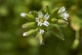 Flower close up of Cerastium fontanum