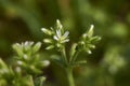 Flower close up of Cerastium fontanum